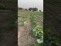 Mixcrop Phagwara Good Cropping System Agriculture Crops Farming Farmer Kisaani Kisan Crop