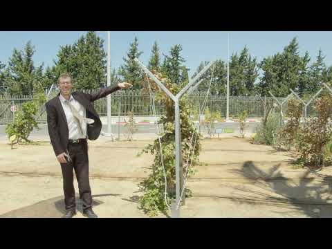 Gan HaMitzvot#6- Seven Species – Kilei hakerem