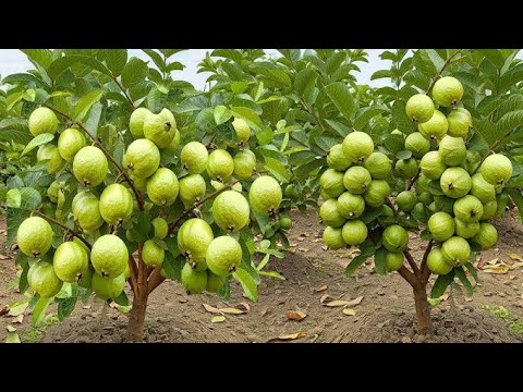 grow guava tree faster with thess simple tips, growing guava tree use aloe vera, #guava #fruittre