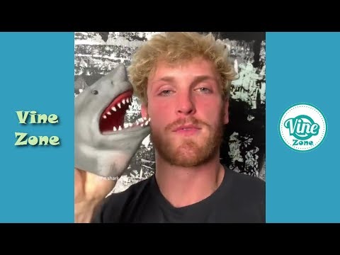 Funny Shark Puppet Instagram Videos 2019 - Vine Zone✔