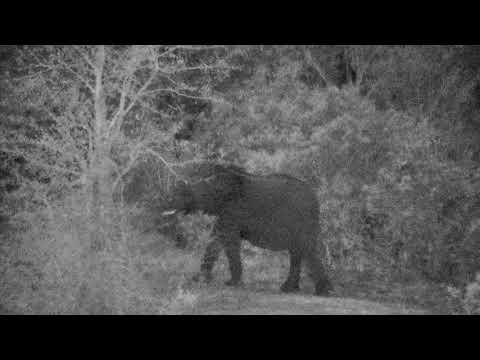 Djuma: Elephants make their way to drink at pan-Pt:2 - 18:18 - 10/13/18