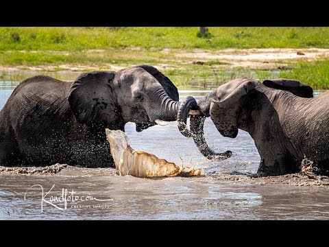 Fight Club: Bull Elephants Play Fighting