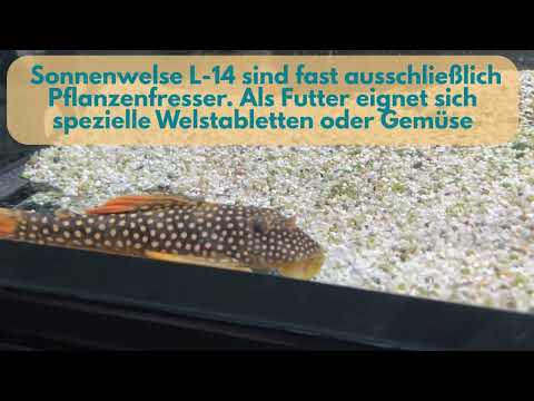 Sonnenwels L- 14 - Scobinancistrus aureatus