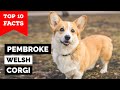 Pembroke Welsh Corgi Top 10 Facts