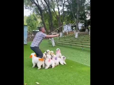 Bilawal awan111vlog #subscribers #dog is jumping