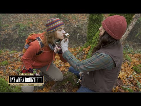 Identifying a Death Cap Mushroom Could Save Your Life | Bay Area Bountiful