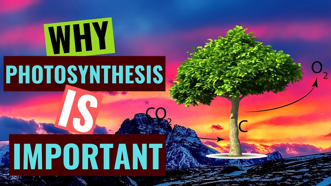 5 REASONS WHY PHOTOSYNTHESIS IS IMPORTANT II SUGAR TV