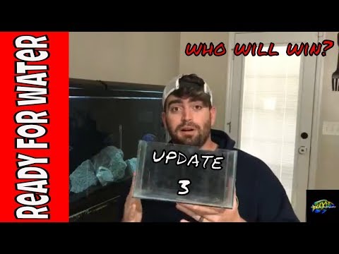 DIY betta fish aquarium, nano tank update 3