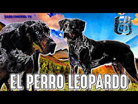 , title : 'Raza americana ❌ Lobo rojo y Beauceron ► Catahoula Leopard Dog ✔️'