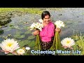 ঝিলের জলে বৌদির শাপলা তুলার অপূর্ব দৃ�