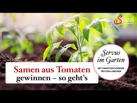 Samen aus Tomaten gewinnen - so geht's