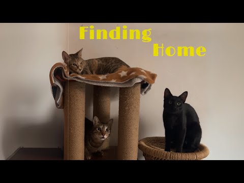 Finding Home