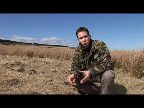 Rob Weaver wildlife - black grouse