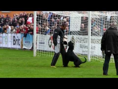 Bodo vom Hexenwald - Abt.C = 87 P.  / WM FCI Roudnice nad Labem 2013