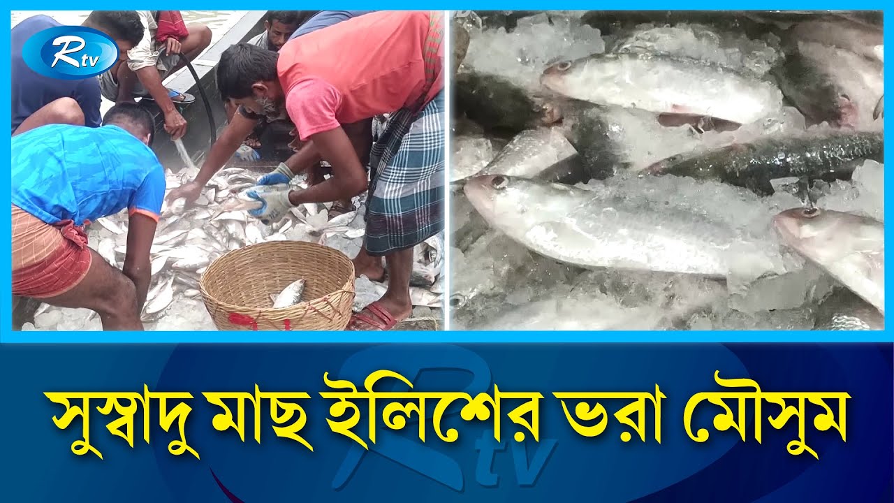 ইলিশ রপ্তানি বন্ধে আগুন লেগেছে ভারতের মাছের বাজারে | Hilsh_Frish | Export India | RtvNews