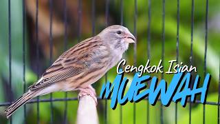 Download lagu CENGKOK ISIAN MEWAH ANDALAN - MASTERAN KENARI ISIAN BLACKTHROAT GACOR SUARA JERNIH DURASI PANJANG mp3 Download lagu CENGKOK ISIAN MEWAH ANDALAN - MASTERAN KENARI ISIAN BLACKTHROAT GACOR SUARA JERNIH DURASI PANJANG mp3