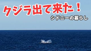 クジラに大興奮！パニクって空を撮る|シドニー生活　何年いても感動