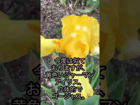 アイリス (植物属)について詳しく解説