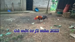 Bán gà mồi tơ f2,muag ntsuag lau qaib pom 2,2022 @ketnoiamme1275