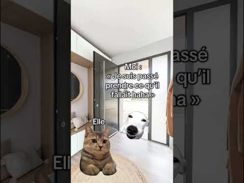 #chat #snapdrole #humour #chatstory #cat #memechat #drole #animaux #animals