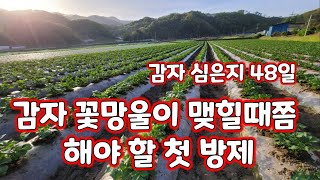 감자 심은지 48일 첫방제 꽃망울 맺힘 [감자재배방법]