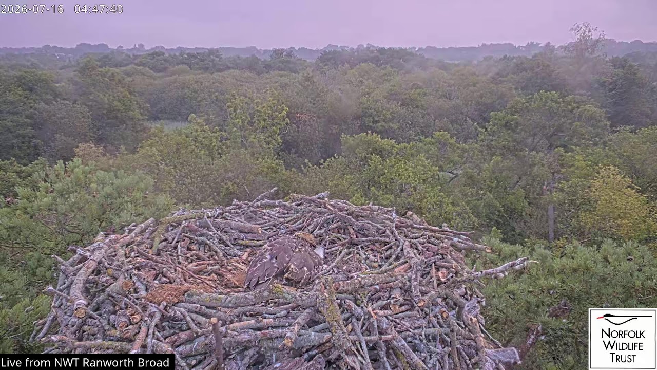Live webcam view of Ranworth Broad Osprey Nest