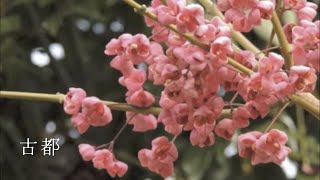 Download lagu 古都（CD「凛風」より）ー “Relaxing Japanese Style-Piano Inviting Nostalgia #pianocomposer #pianomusic mp3