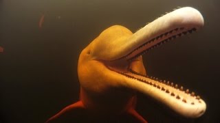 Pink Dolphins in the Amazon | Action Cam | Sony