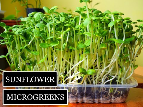 How to Grow Sunflower Microgreens