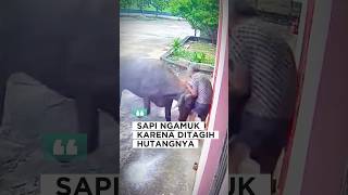 Download lagu A cow is angry because its debt is being collected #AngryCow #Cow #FunnyShorts mp3 Download lagu A cow is angry because its debt is being collected #AngryCow #Cow #FunnyShorts mp3