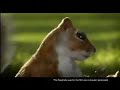KIT KAT Old Funny Squirrel Ad Creative Ads Most Satisfying Commercial Ads