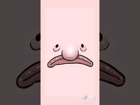 Blob fish