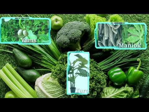 Gruppe 1 Erdkunde: Immerfeuchte Tropen