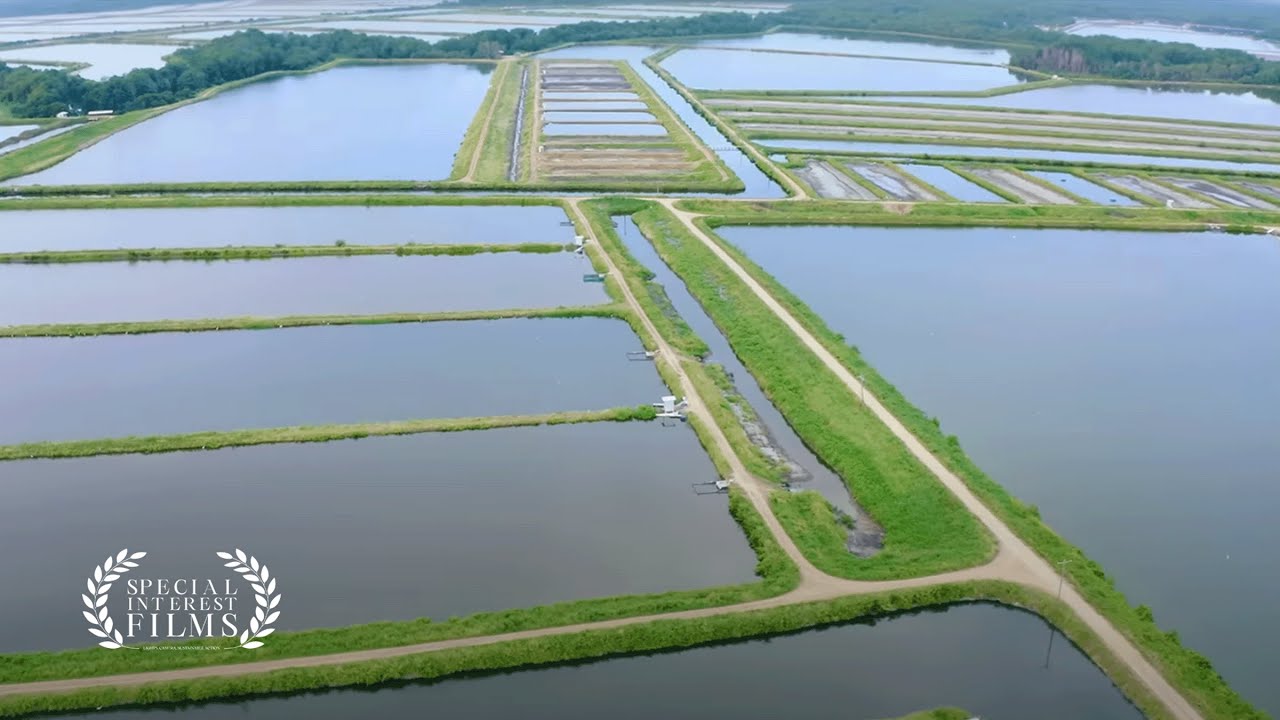 ASC: Transforming Global Aquaculture Towards Sustainability