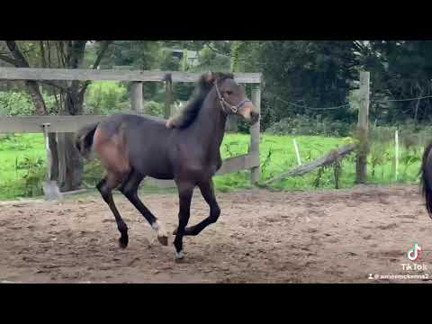 Sport Horse Foal - Image 2
