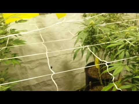 HAPPY FRIDAY GANJA FARMERS