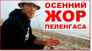 Рыбалка на азовском море пеленгас
