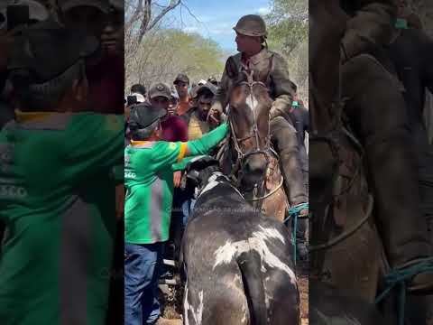 Cowboy Jacaúna and Maviael caught the cow Chuvisco from Divom Amorim!!