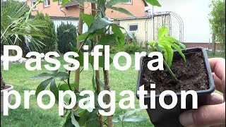 Passiflora propagation Propagating Passion Fruit Passiflora cuttings propagation