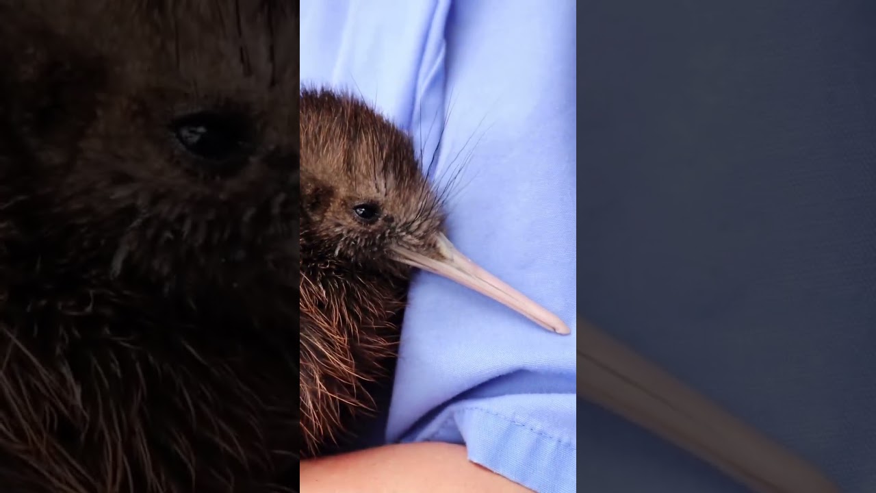 YouTube Short thumbnail