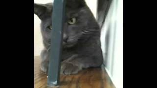 Macy Grey the Stalking Cat