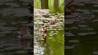 おしどり　   Mandarin duck