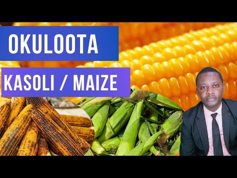 Okuloota Kasooli kitegezaki By Brother Steven The Chosen Generation