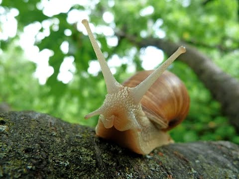 download lagu mp3 mp4 Www Snail, download lagu Www Snail gratis, unduh video klip Download Www Snail Mp3 dan Mp4 Music Gratis