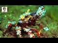 9 Most Invisible Animals In The World Different Animals Videos Amazon Animals Amazon Wild