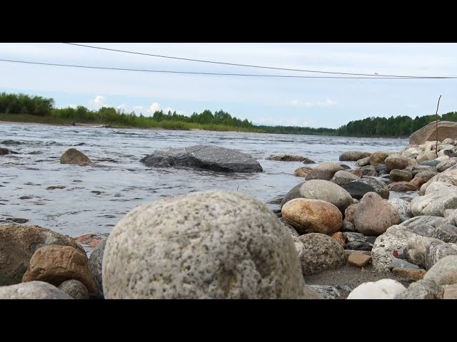 Новые жильцы в реке Китой