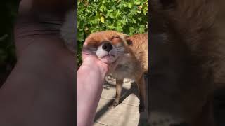 Happy Fox! 🦊 Sound on! 🔊