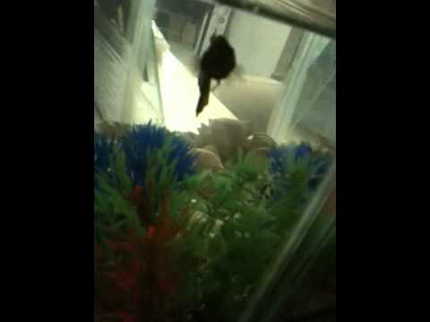 betta fish named pepsi