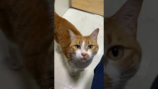 何でそこから玉次郎#ねこ #猫 #cat #玉ちゃん #癒し #猫のいる暮らし #猫動画 #保護猫 #shorts