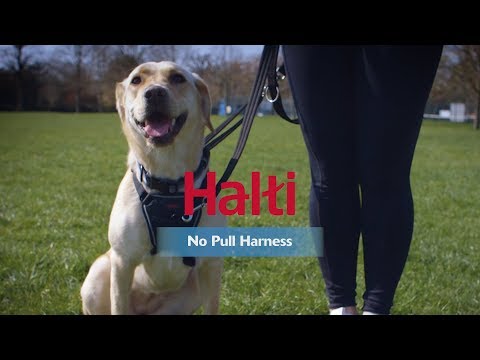 Halti No Pull Harness - How to fit and use